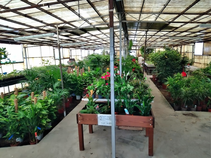 Horticultura Ventosa de Pisuerga Viveros — en Pozuelo de Alarcón