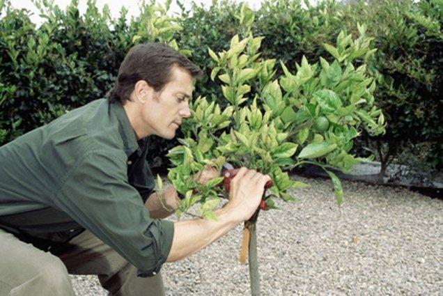 Jardinería Tecnihabitat — en Boadilla del Monte