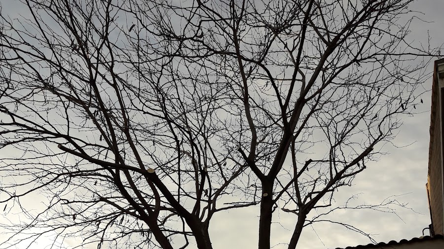JARDINES ADAL — en Valdemoro