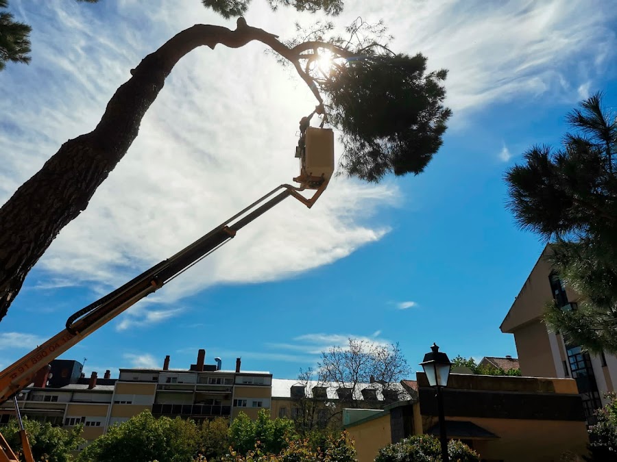 Poda y Tala TALANDO | Poda de Árboles, Desbroces y Jardinería — Talar Árboles en Majadahonda