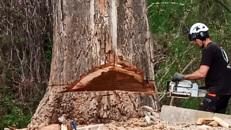 Arbórea Poda — empresa de tala y poda de árboles en Madrid