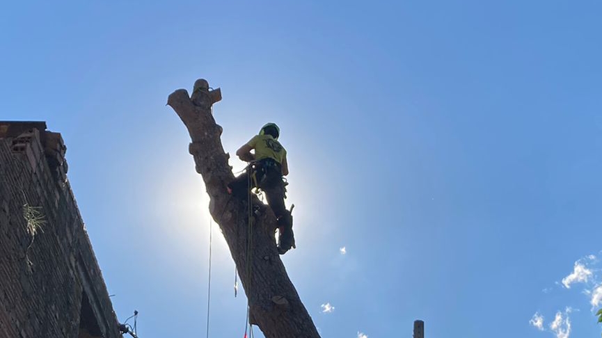 Talas de Árboles — empresa de tala y poda de árboles en Madrid