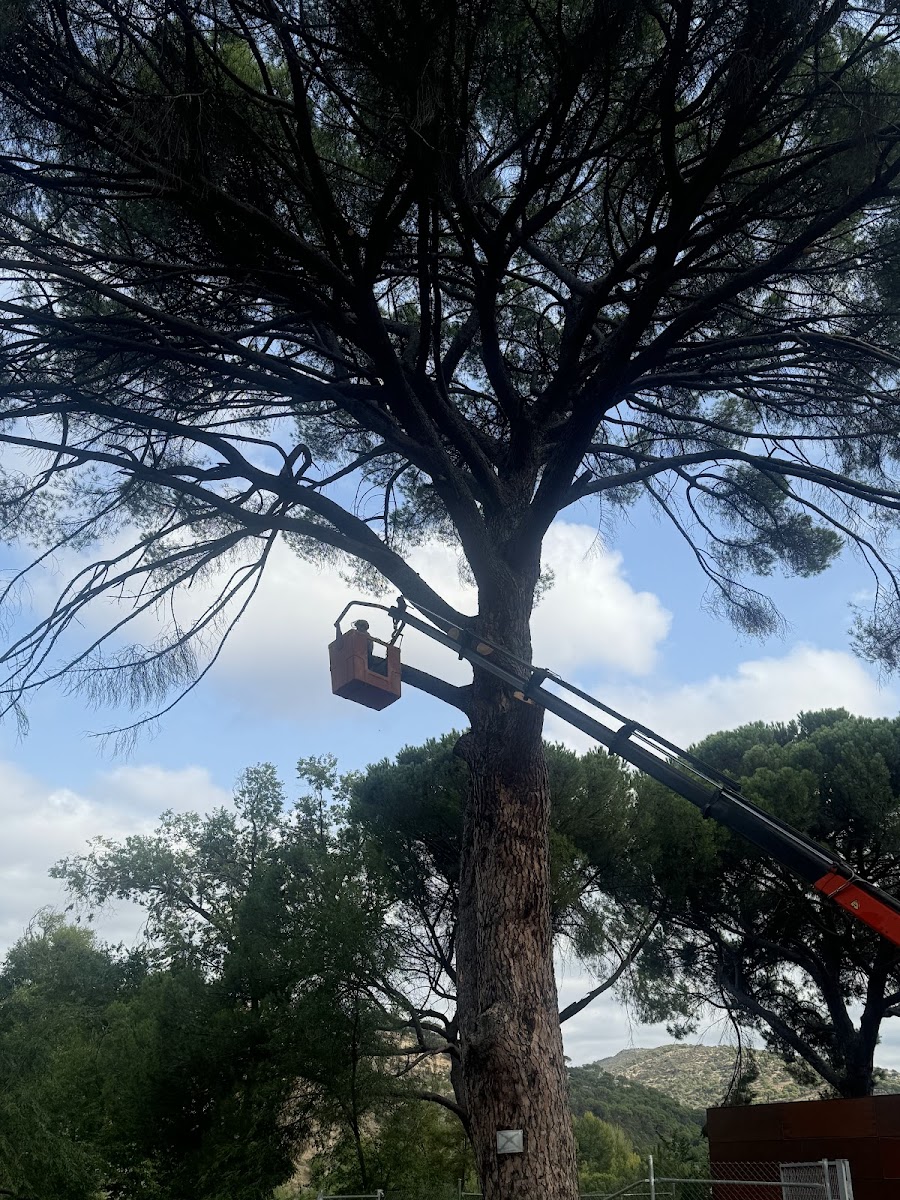 Talas y Podas — Talar Árboles en Majadahonda